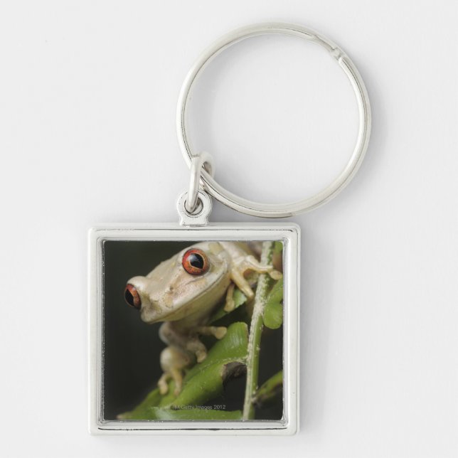 Chaveiro Feche acima do sapo de árvore da floresta (Frente)