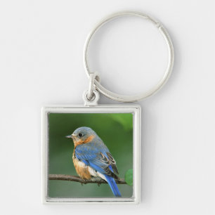 Chaveiro Female Eastern Bluebird, Sialia sialis