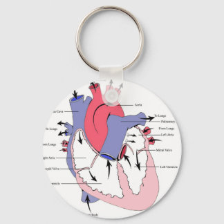 Chaveiro Figure 2. Normal Heart Function.jpg