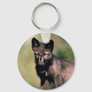 Chaveiro Filhote cinzento de Lobo-verão (preto-fase)