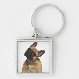 Chaveiro Filhote de cachorro do buldogue francês (7 meses