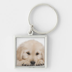 Chaveiro Filhote de cachorro do golden retriever