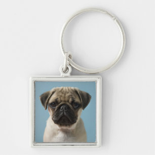 Chaveiro Filhote de cachorro do Pug contra o fundo azul