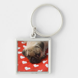 Chaveiro Filhote de cachorro do Pug que encontra-se na