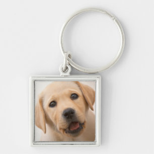 Chaveiro Filhote de cachorro dourado de Labrador