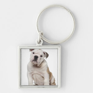 Chaveiro Filhote de cachorro inglês do buldogue (2 meses