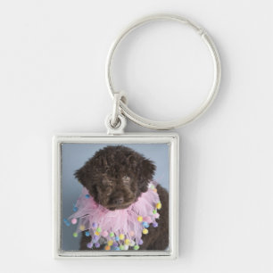 Chaveiro Filhote de cachorro italiano do cão de água