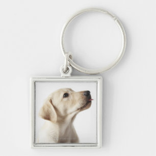 Chaveiro Filhote de cachorro louro de Labrador que cola