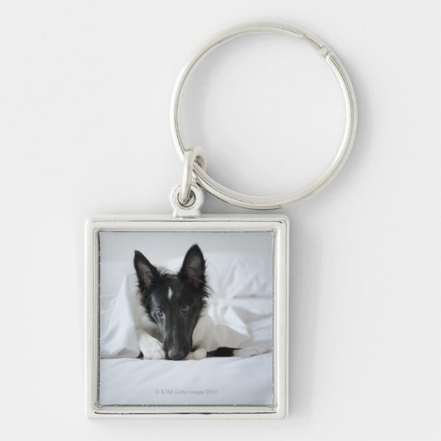Chaveiro Filhote de cachorro preto e branco na cama com (Frente)