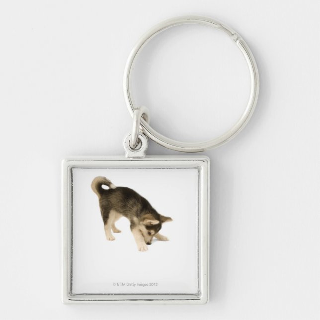 Chaveiro Filhote de cachorro ronco 2 (Frente)
