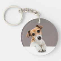 Filhote de Jack Russell Doce Adorável Bebê Jack