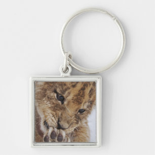 Chaveiro Filhote de leão (Panthera leo) que lambe a pata,