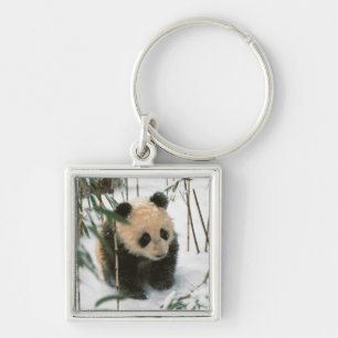 Chaveiro Filhote de panda na neve, Wolong, Sichuan, China