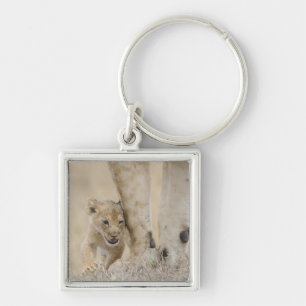 Chaveiro Filhote do leão (Panthera leo) que joga pelos pé