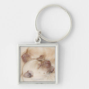 Chaveiro Filhotes de cachorro amarelos de labrador