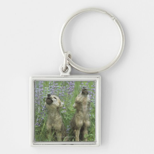 Chaveiro Filhotes de cachorro de lobo que urram no prado (Frente)
