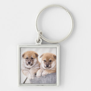 Chaveiro Filhotes de cachorro de Shiba Inu na cuba de