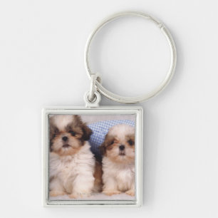 Chaveiro Filhotes de cachorro de Shih Tzu sob uma cobertura