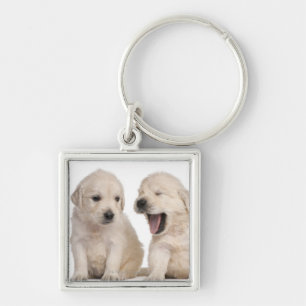 Chaveiro Filhotes de cachorro do golden retriever (4