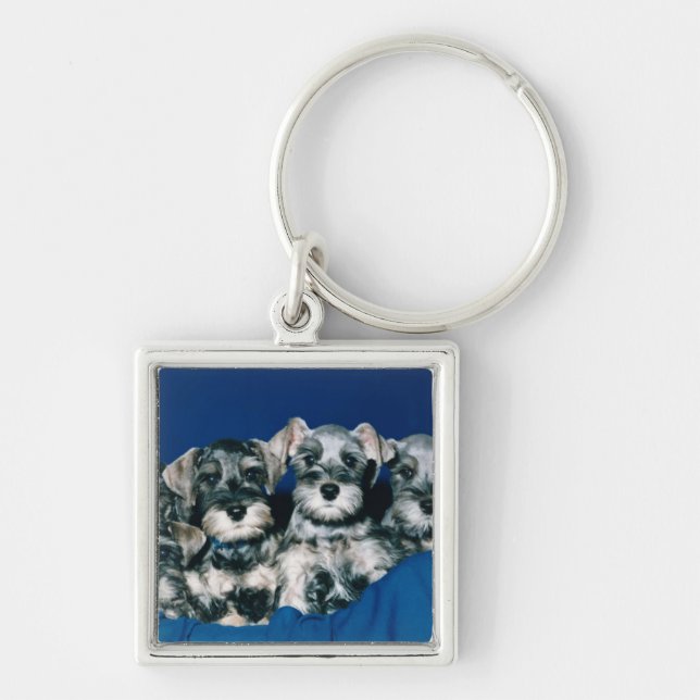Chaveiro Filhotes de cachorro do Schnauzer diminuto (Frente)