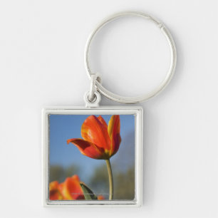 Chaveiro Fim-acima de flores da tulipa