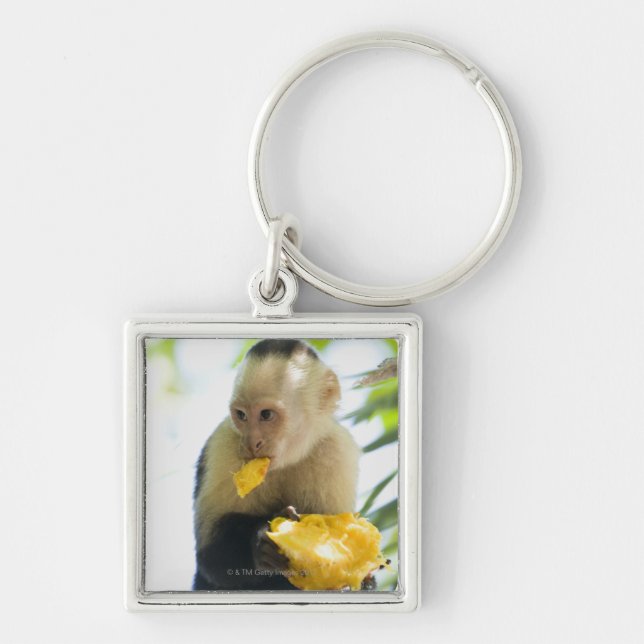 Chaveiro Fim-acima de um macaco do capuchin que come uma (Frente)