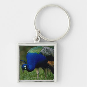 Chaveiro Fim-acima de um pavão