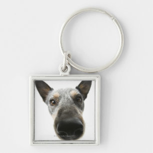 Chaveiro Fim-acima de uma cabeça de cão