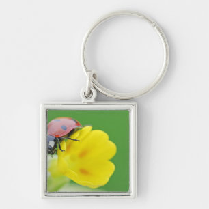 Chaveiro Fim-Acima do joaninha