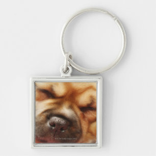 Chaveiro Fim do filhote de cachorro do sono Pugalier acima