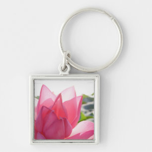 Chaveiro flor de lótus [Nelumbo speciosum] em plena