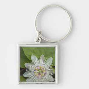 Chaveiro Flor de Maracujá dos Galápagos Passiflora foetida
