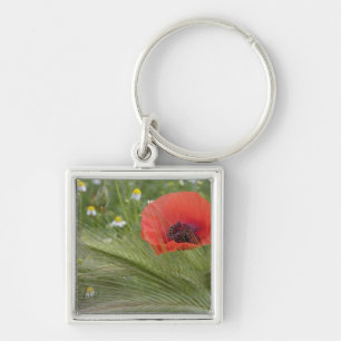 Chaveiro Flor de papoila vermelha, Toscana, Itália