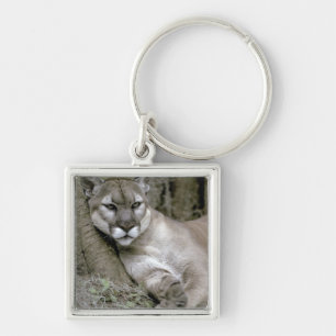 Chaveiro Flórida Panther, Felis concolor coryi,