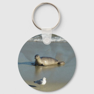 Chaveiro Foca-comum em La Jolla Califórnia