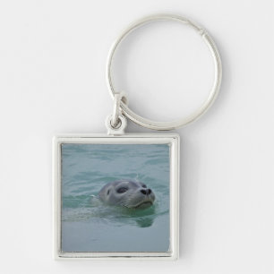 Chaveiro Foca-comum nadando no lago glacial Jokulsarlon