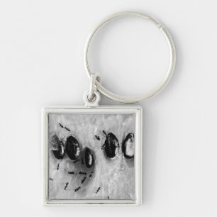 Chaveiro formigas surfadoras