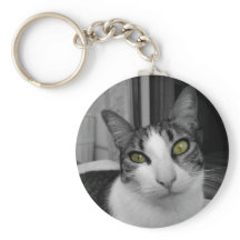 Foto de Gato Branco Preto