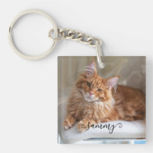 Foto de Gato Fofinho com Nome Curly
