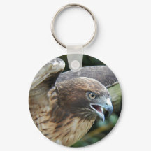 Foto de Hawk de cauda vermelha