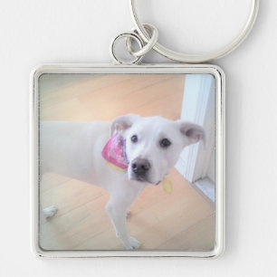 Chaveiro Foto de um Cachorro Branco Bonito