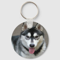 Fotografia do Cão Malamute no Alasca