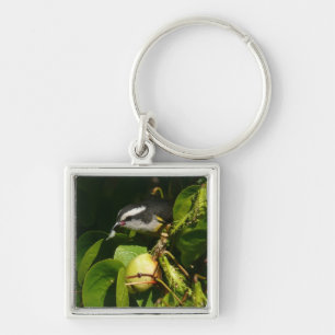 Chaveiro Fotografia tropical de alimentação de aves de Ba