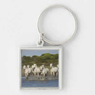 Chaveiro França, Camargue. Cavalos correm pela foz 3