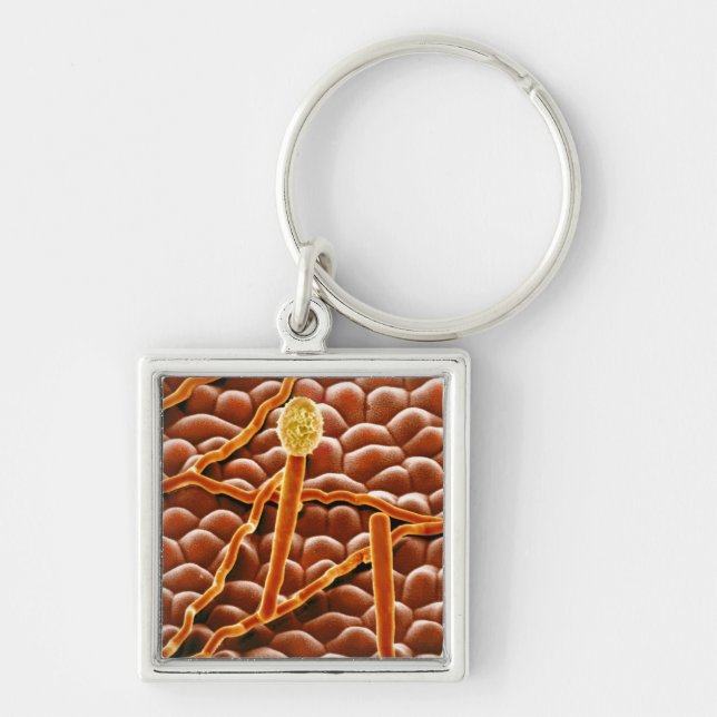 Chaveiro Fungo do oídio pulverulento na poinsétia (Frente)