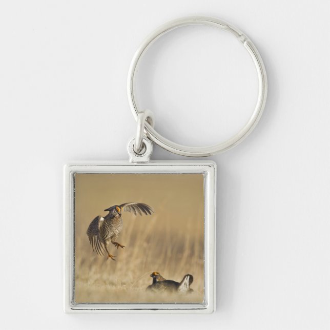 Chaveiro Galinhas da pradaria masculina no Condado de Loup (Frente)