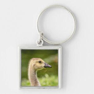 Chaveiro Ganso canadense (Gosling)