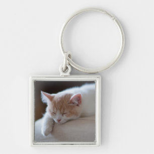 Chaveiro Gatinho bege e branco cansado