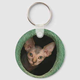 Chaveiro Gatinho bonito do sphynx