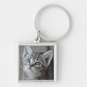 Chaveiro Gatinho bonito no jardim